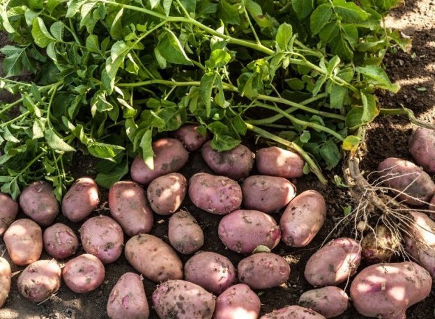 Завершается строительство крупного картофелехранилища в Шатуре
